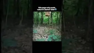 only Page in post#animals #forest