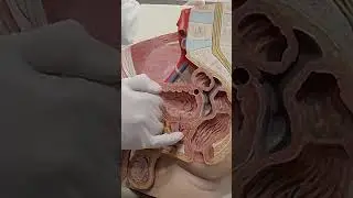 Esfínteres de la pelvis / Anatomía con el Dr. José Campos Penn 