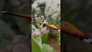 Maine #shorts #short #shortvideo #trending #betterflykoi