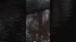 Sauts de dame Fario  #fishing #fypviral #handmadelure #trout #truitefario #troutfishing #fypyoutube