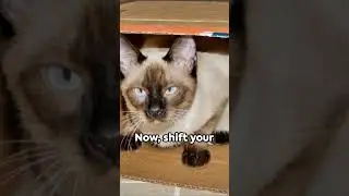 The Ultimate Guide to Kitty Capers Unleashed! #short