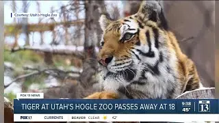Tiger at Utah's Hogle Zoo passes away at 18