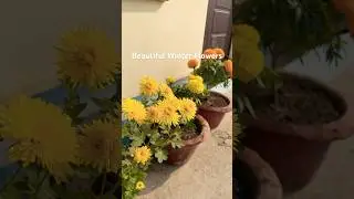 Winter flowering plants #shortsvideo #plantsofindia #ytshorts #terracegardenindia #viralvideo #💐🪴