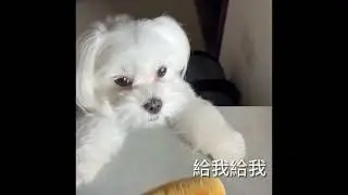 好久不見的三寶