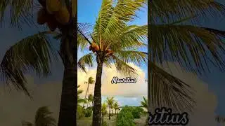 #mauritius #ilemaurice #shorts #tropical #palmbeach #summer #summervibes #travel
