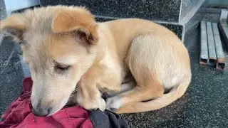 Simba can't sleep because it's just too cold