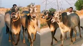 hallikar Mixed dheshiya Cart video | Big size Black Bull's video's