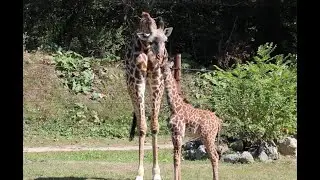 Meet Franklin Park Zoo's new giraffe calf