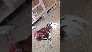 Aseel rooster😱/ dancing on finger snaps🐓#utubeshorts #rooster #aseelmurga 😊