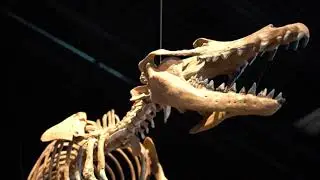 New 3D exhibit by U-M Museum of Natural History offers up-close encounters with prehistoric whales