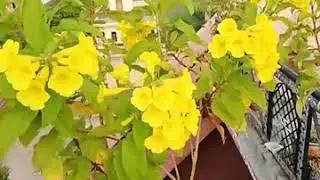Tecoma #blooming in pot