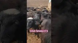 Nili-Ravi Katti-Katta farming #reels #shorts #farmingbusinesstv