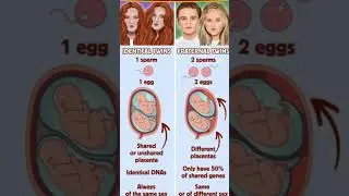 Identical twins vs Fraternal Twins #shorts #youtubeshorts #twins