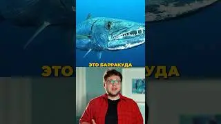 Почему барракуда нападает на человека😳