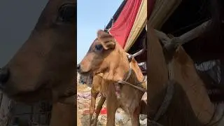 lady don bhagu🤌🏻#shorts #ytshorts #viral #nandimahraj #fypp #love