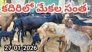 కదిరిలో ప్రతి మంగళవారం మేకలు,మేకపోతుల సంత,27-01-2026 #Kadiri Santha #Animals #cksnewshunt