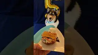 Crowley's 5th birthday! #dog #doglover #husky #dogshorts #dogslife