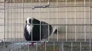 Palomos Buchones