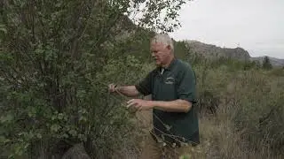 Ponderosa Pine and Fire
