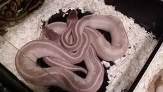 The Carolina Reptile & Exotic Animal Show 2012
