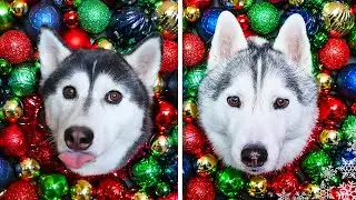 Christmas Photoshoot with Dogs 🎄  DIY Dog Crafts