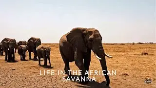 Understanding the African Savanna Through Animal Behavior, The African Savanna and the Endless