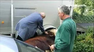 08.08.2011: 900 kg Bulle in Siegen entlaufen (NRW) - www.siegen.tv