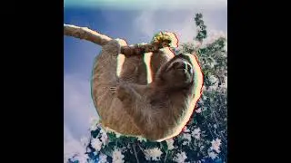 Live in the Wild (Like an Animal) - Collin Mullins 