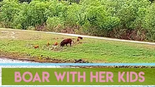 Boar in Community Pond #Boar #florida #wildlife #usa