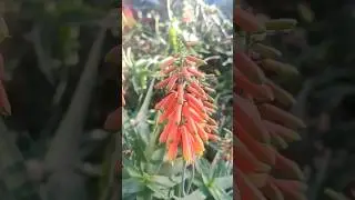 Aloiampelos ciliaris, Aloe ciliaris, climbing-aloe, #ciliaris #climbingaloe #flowers #elche #spain