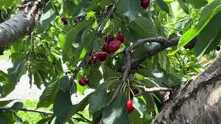 Red & Yellow Cherries Farming in the USA