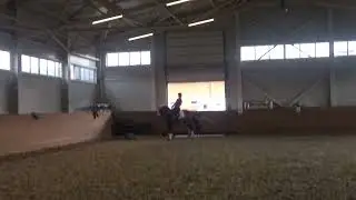 Stallion by Tip-Top (by Jazz)