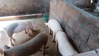 Como iniciar uma criação de porcos com pouco dinheiro