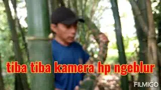 Bambu Unik Tunjang Langit #songgolangit