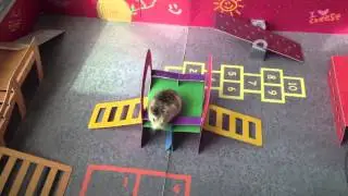 POP UP PLAYLAND - Multipet International