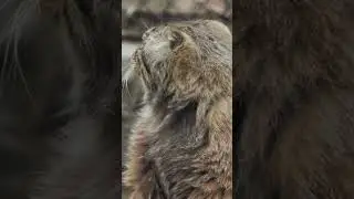 Pallas cat falling asleep on his tail 🌟🐈🐈 #shorts #manul  #cats #animalsounds #pallascat  #manulive