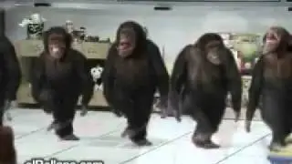 When Animals Attack Vol. 1