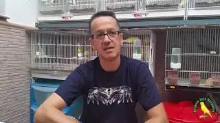Cría del canario (Truco para tener verdura ecológica con navina negra)(1ª parte)