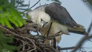 White-bellied sea eagle nesting