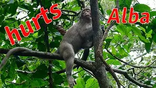 Poor baby Alba hurts alone on the tree. So very pity baby Alba