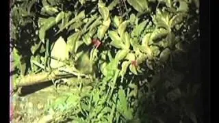 1984 National WVP-100N camera test