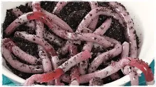 How to make HALLOWEEN GUMMY WORMS with Soil | Jelly Worms