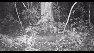 Ocelot (Leopardus pardalis) at Forest Clearing - Napo Moist Forests