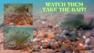 Smallmouth Bass Bed Fishing 101 - Extended Cut
