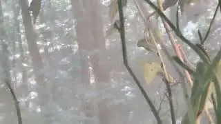 Nature walks with Dawn and Black swallowtail caterpillars in a butterfly net waiting to cocoon