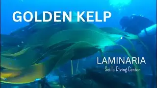 LAMINARIA OCHROLEUCA - Golden Kelp | ITA - Strait of Messina - Calabrian side