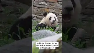 Malaysian Keeper Reunited with Panda Yi Yi #panda #yiyi #pandananny #malaysia #pandalove #fyp #love