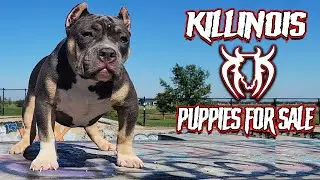 AMERICAN BULLY PUPPIES FOR SALE FROM THE WORLD FAMOUS KILLINOIS KENNELS!!!!!!!!!!!!!!