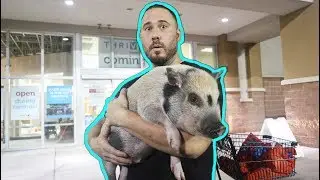 TAKING MY PET PIG TO THE STORE!