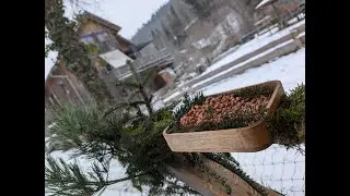 Bird Feeder - close up look